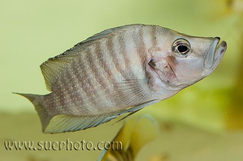 Altolamprologus compressiceps 'Msalaba'